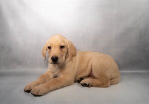 [#M17765]  - Yellow M Labrador Retriever Puppies For Sale