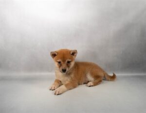 [#M17773]  - Red F Shiba Inu Puppies For Sale