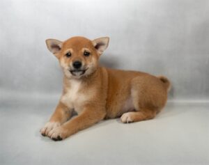 [#M17775] Tokyo - Red M Shiba Inu Puppies For Sale