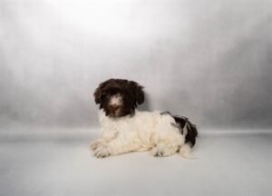 [#N00171] Cami - Chocolate F Havanese Puppies For Sale