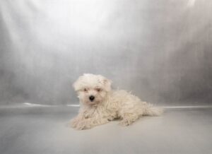 [#N00400] Francy - White F Maltese Puppies For Sale