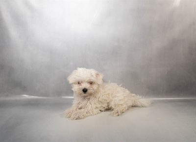 [#N00400] Francy - White F Maltese Puppies For Sale