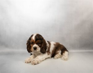 [#N00945] Casper - Brown White and Tan M Cocker Spaniel Puppies For Sale