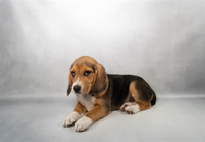 [#N01126]  - Black Tan and White F Unregistered Beagle Puppies For Sale