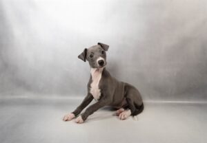 [#N02048]  - Blue M Italian Greyhound Puppies For Sale