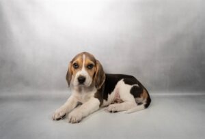 [#N02391]  - Black Tan and White M Unregistered Beagle Puppies For Sale