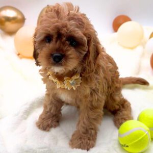 [#26175-04]  - Red F Cavapoo Puppies For Sale