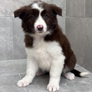 [#26121-04]  - Red / White F Border Collie Puppies For Sale