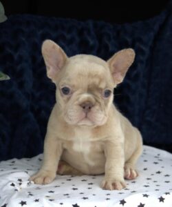 [#2696-09]  - Fawn (Isabella) / Cream F French Bulldog Puppies For Sale