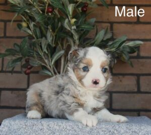 [#26166-01]  - Blue Merle M Miniature Australian Shepherd Puppies For Sale