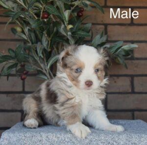 [#26166-03]  - Blue Merle White / Tan M Miniature Australian Shepherd Puppies For Sale