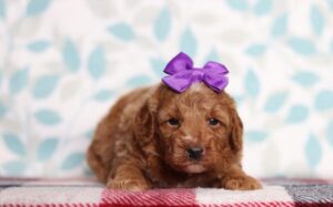 [#2655-02]  - Red / White F Goldendoodle Mini F1b Puppies For Sale