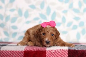 [#2655-04]  - Red / White F Goldendoodle Mini F1b Puppies For Sale