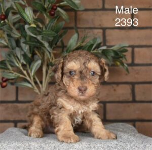 [#26169-01]  - Brown M Poodle Mini Puppies For Sale