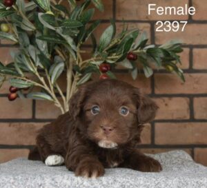 [#26171-05]  - Brown F Havapoo Puppies For Sale