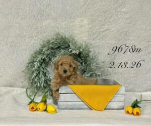 [#26173-01]  - Apricot M Poodle Mini Puppies For Sale