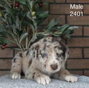 [#26175-03]  - M Australian Shepherd Mix Puppies For Sale