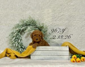 [#26173-05]  - Red F Poodle Mini Puppies For Sale
