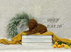 [#26173-06]  - Red F Poodle Mini Puppies For Sale