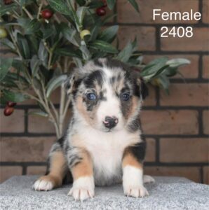[#26175-08]  - F Australian Shepherd Mix Puppies For Sale