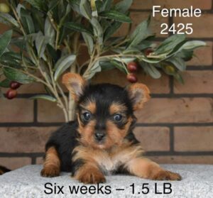[#26177-02]  - Black / Tan F Yorkshire Terrier Puppies For Sale