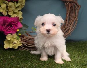 [#26179-05]  - White F Maltese Puppies For Sale