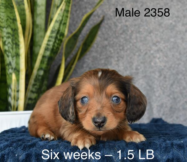 [#26180-03]  - Red Sable M Dachshund Puppies For Sale