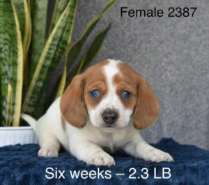 [#26180-04]  - White / Red F Dachshund Puppies For Sale