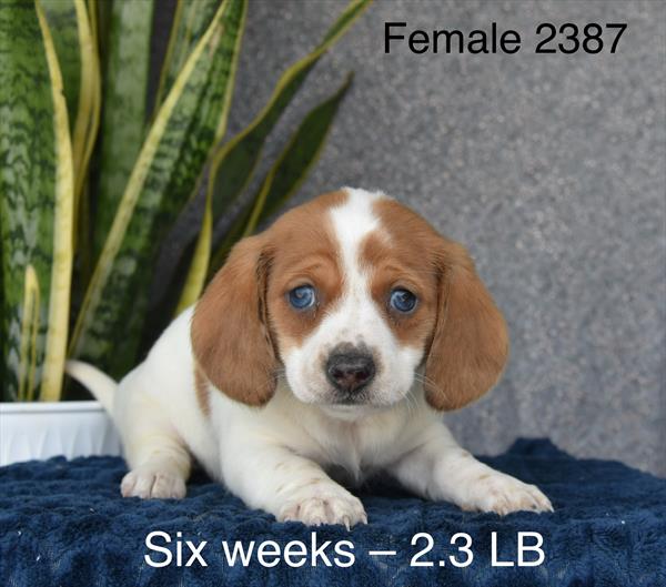 [#26180-04]  - White / Red F Dachshund Puppies For Sale