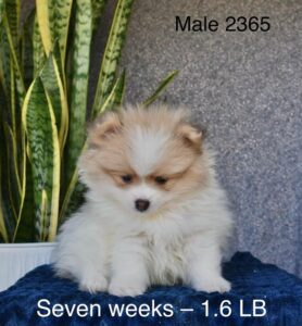 [#26181-01]  - Fawn Sable M Pomeranian Puppies For Sale