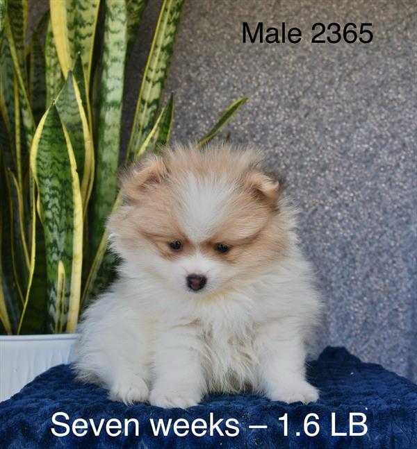[#26181-01]  - Fawn Sable M Pomeranian Puppies For Sale