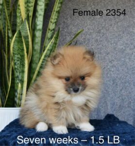 [#26181-04]  - Sable F Pomeranian Puppies For Sale