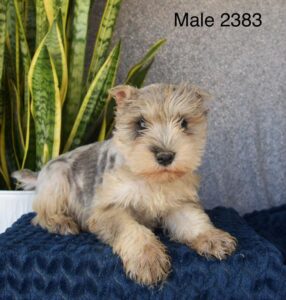 [#26183-02]  - Silver Merle M Miniature Schnauzer Puppies For Sale