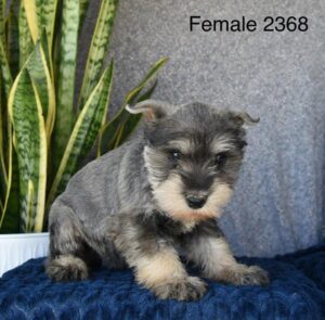 [#26183-04]  - Salt / Pepper F Miniature Schnauzer Puppies For Sale