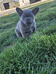 [#26187-01]  - Blue M French Bulldog Puppies For Sale