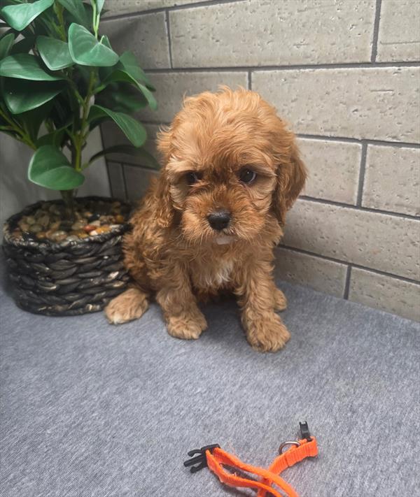 [#26175-04]  - Red F Cavapoo Puppies For Sale