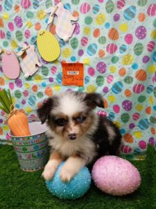 [#26193-01]  - Blue Merle M Miniature Australian Shepherd Puppies For Sale