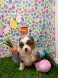 [#26193-04]  - Blue Merle F Miniature Australian Shepherd Puppies For Sale