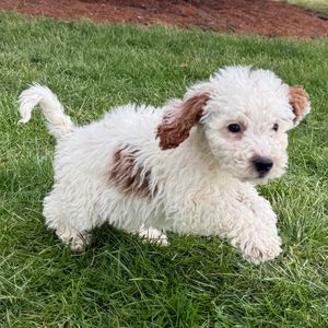 [#26199-01]  - Red / White M Poodle Mini/Goldendoodle Mini Puppies For Sale