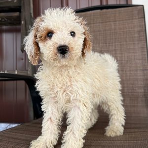 [#26199-02]  - Red / White M Poodle Mini/Goldendoodle Mini Puppies For Sale