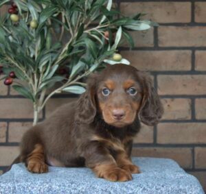 [#26165-06]  - Chocolate / Tan M Dachshund Puppies For Sale