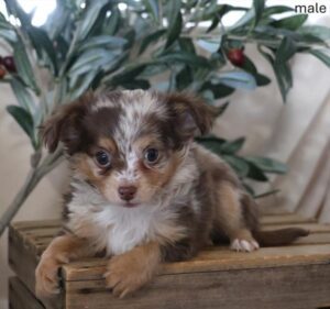 [#26129-03]  - Chocolate Merle M Chihuahua Puppies For Sale