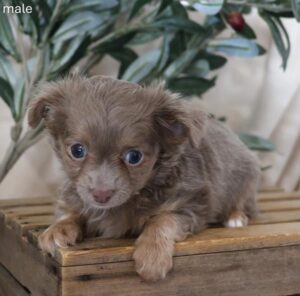 [#26129-04]  - Lavender M Chihuahua Puppies For Sale