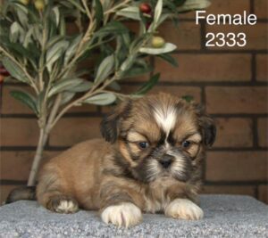 [#26196-06]  - Sable / White F Shih Tzu Puppies For Sale
