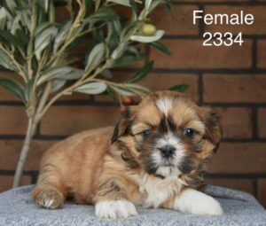 [#26196-07]  - Sable F Shih Tzu Puppies For Sale