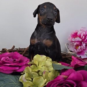 [#26218-08]  - Black / Rust F Doberman Pinscher Puppies For Sale