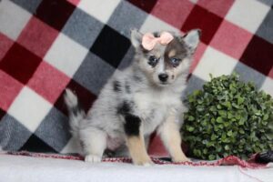 [#2647-04]  - Blue Merle / White F Pomsky Puppies For Sale