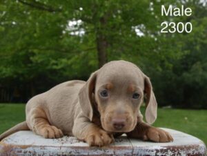 [#26215-02]  - Isabella M Dachshund Puppies For Sale