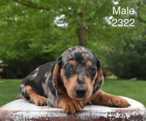 [#26215-03]  - Silver Dapple / Tan M Dachshund Puppies For Sale