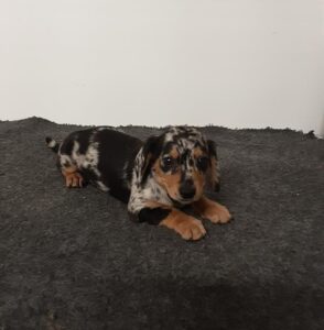 [#26204-01]  - Black / Tan M Dachshund Puppies For Sale